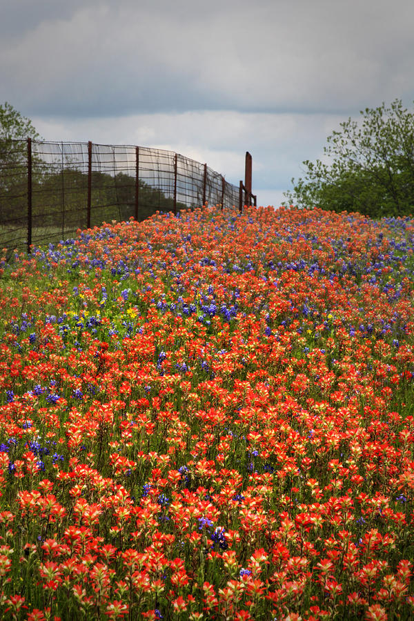 Indian Paintbrushes Galore Photograph by David and Carol Kelly