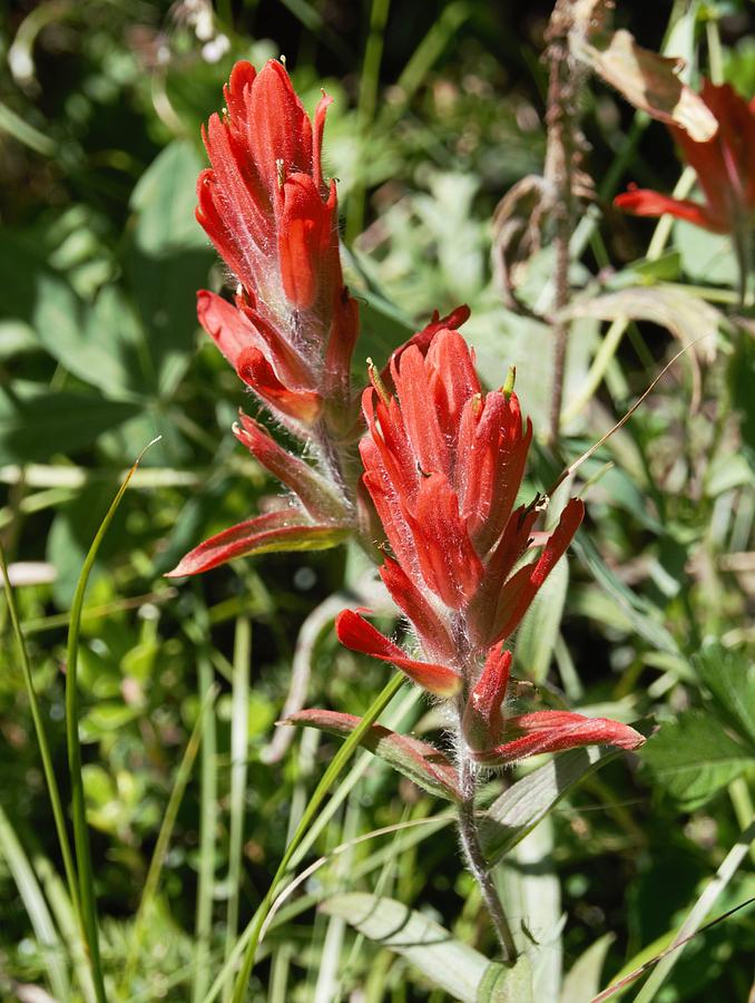 Indian Paint Brush 2 Photograph by Dennis Boyd - Fine Art America