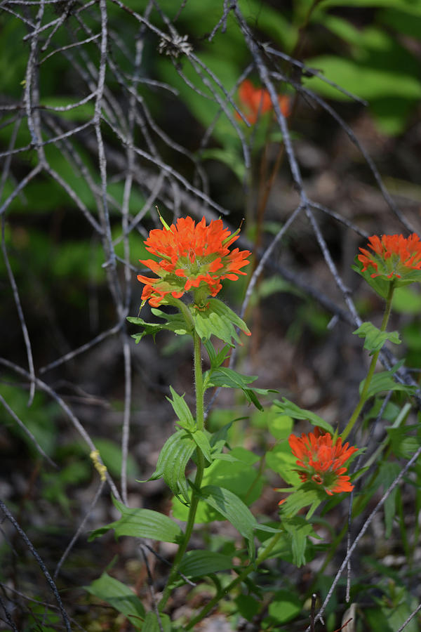 Indian Paint Brush 2 Photograph by Whispering Peaks Photography