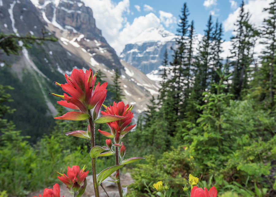 Indian Paint Brush and the Canadian Rockies Photograph by Kelly VanDellen
