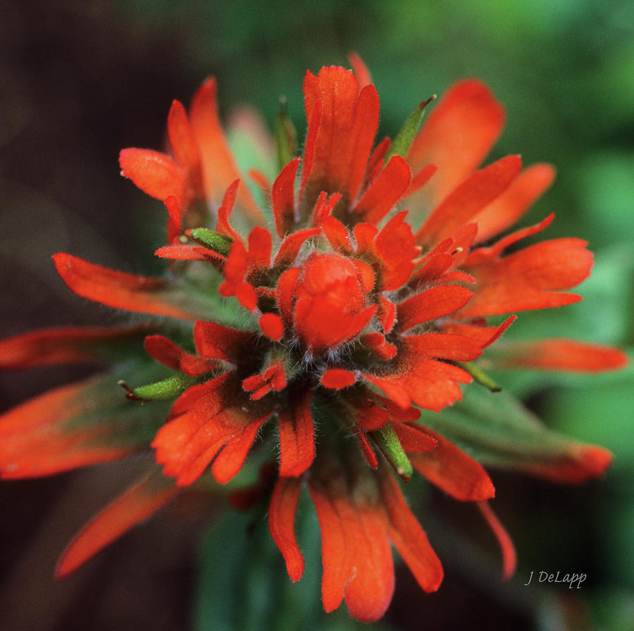 Indian Paint Brush at Center V1 Photograph by Janet DeLapp