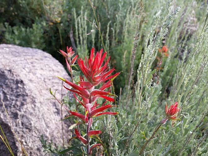 Indian Paint Brush Photograph by Dennis Boyd