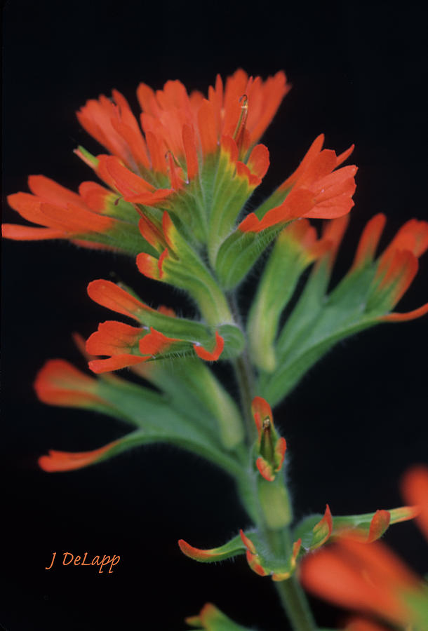 Indian Paint Brush V1 Photograph by Janet DeLapp
