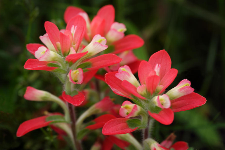 Indian Paint Brush Wildflower Close Up Photograph by Linda Phelps