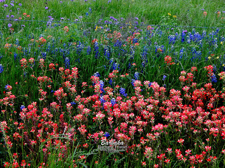 Indian Paintbrush #0486 Photograph by Barbara Tristan