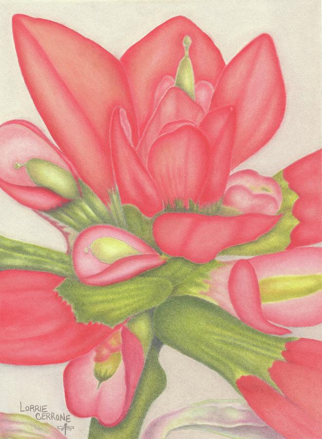 Flower Drawing - Indian Paintbrush #1 by Lorrie Cerrone