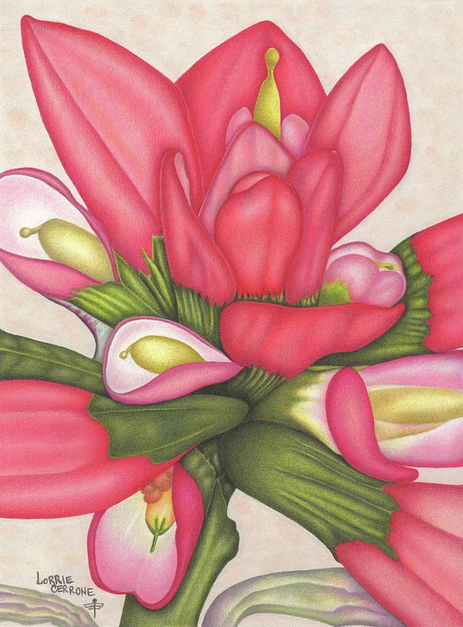 Flower Drawing - Indian Paintbrush #2 by Lorrie Cerrone