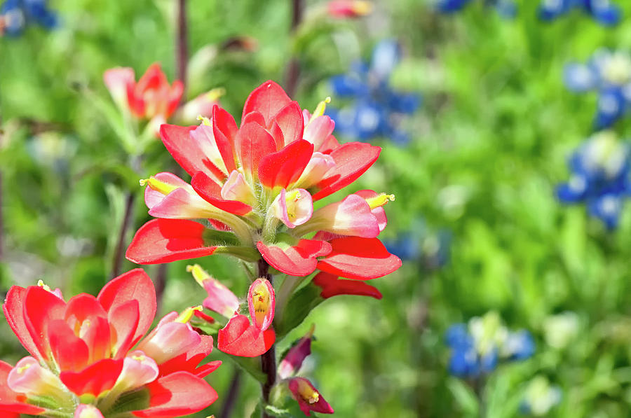 Indian Paintbrush 2 Photograph by Victor Culpepper