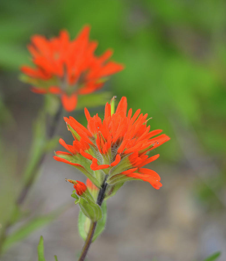 Indian Paintbrush 4 Photograph by Whispering Peaks Photography