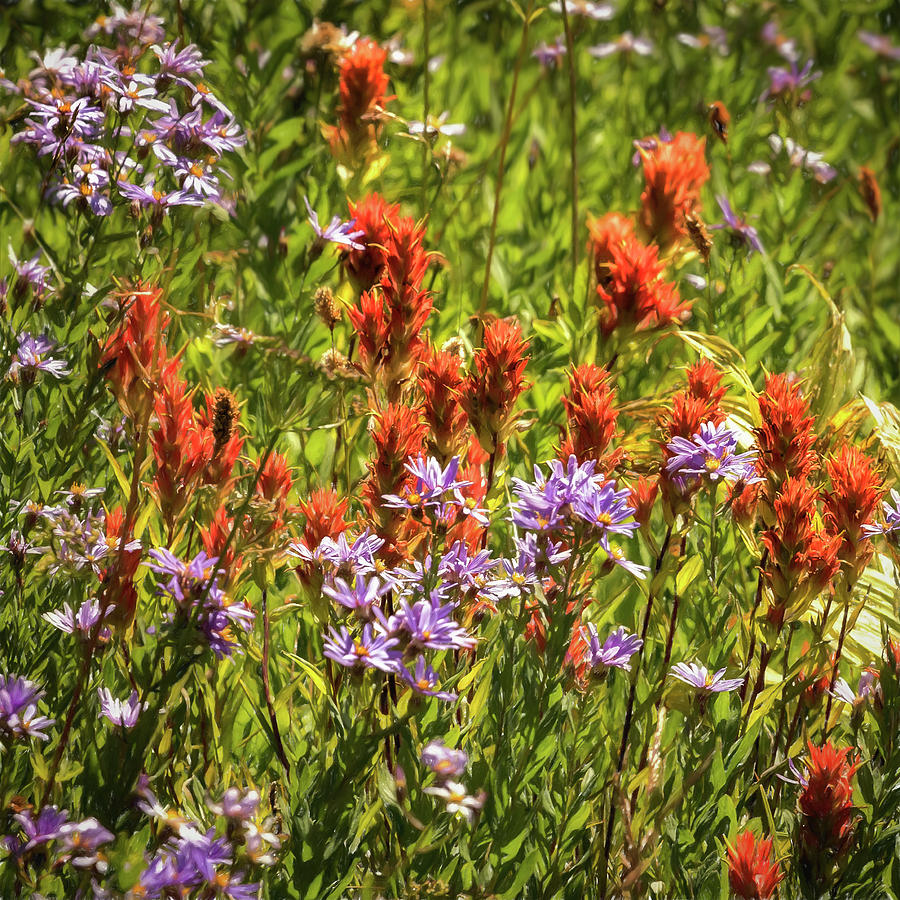Indian Paintbrush and Asters Photograph by Belinda Greb