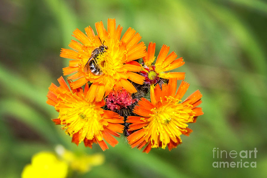 Indian Paintbrush and Bee Photograph by Karen Jorstad