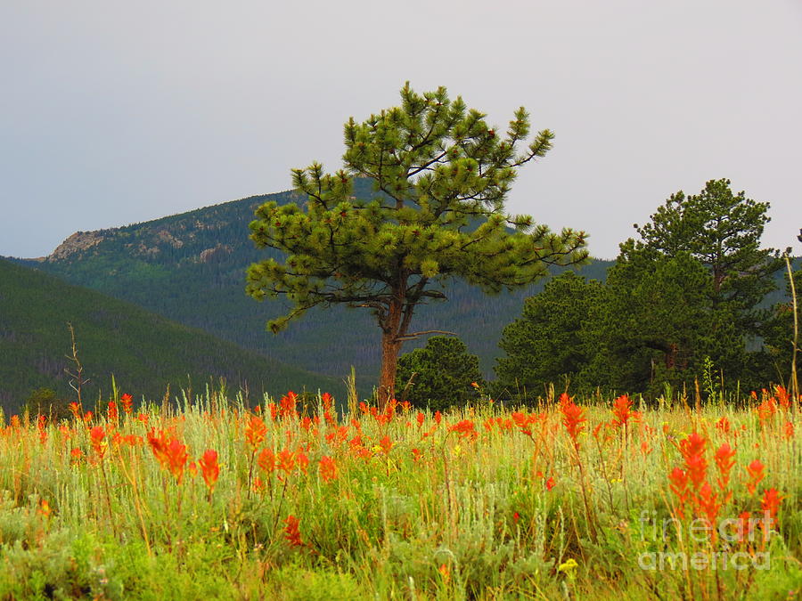 Indian Paintbrush and Pines Photograph by Aimee Mouw