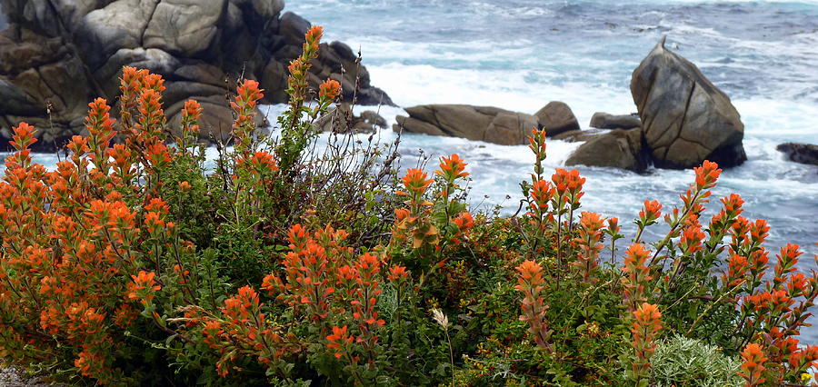 Indian Paintbrush at Point Lobos Photograph by Carla Parris