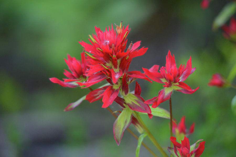 Indian Paintbrush Castilleja coccinea Photograph by Whispering Peaks Photography
