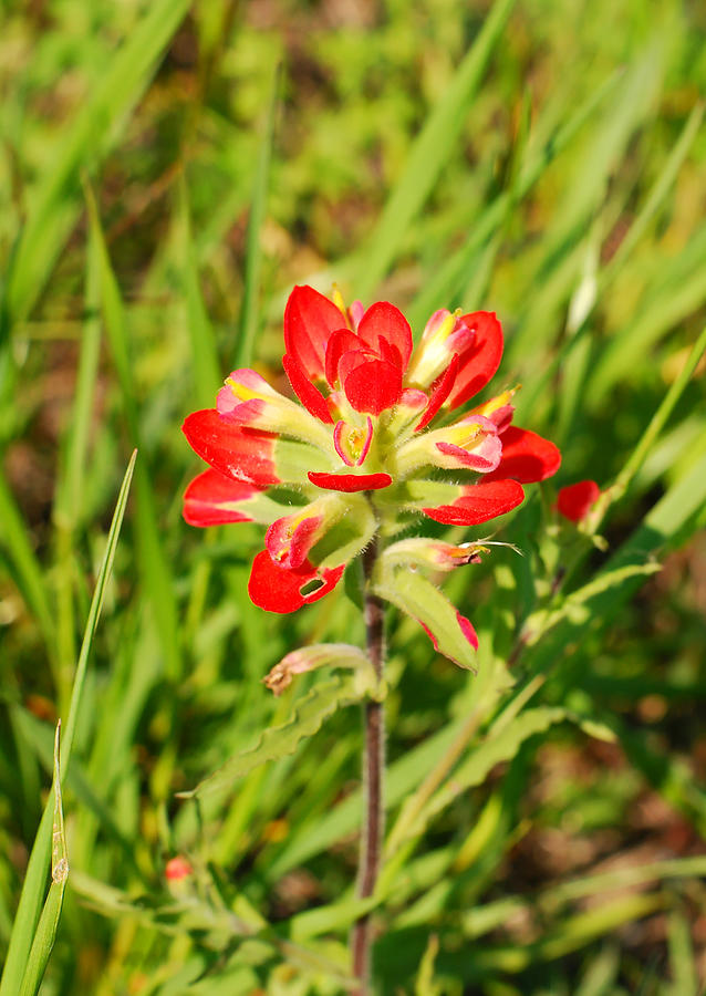 Indian Paintbrush Close Up Photograph by Connie Fox