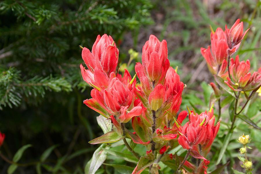 Indian Paintbrush Photograph - Indian Paintbrush by Perspective Imagery