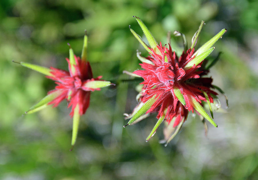 Indian Paintbrush from the Top Photograph by Bruce Gourley