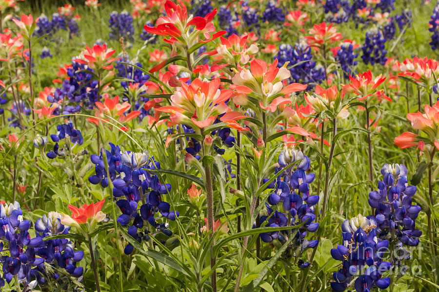 Indian Paintbrush In Bluebonnets Photograph by Robert Frederick