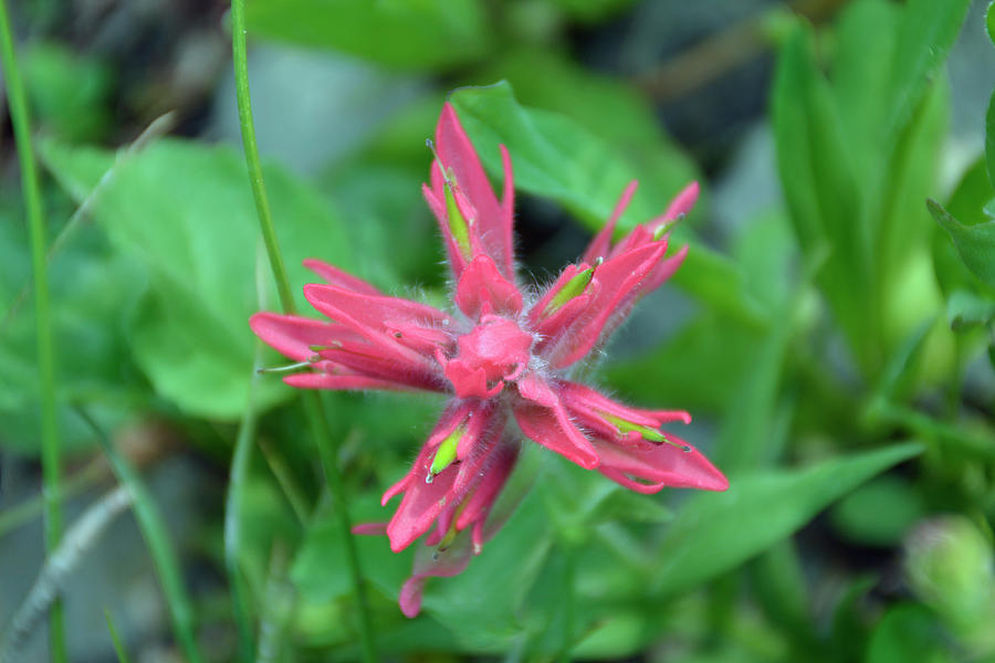 Indian Paintbrush in Glacier National Park Photograph by Bruce Gourley