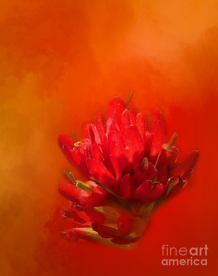 Indian Paintbrush Photograph by Judi Bagwell