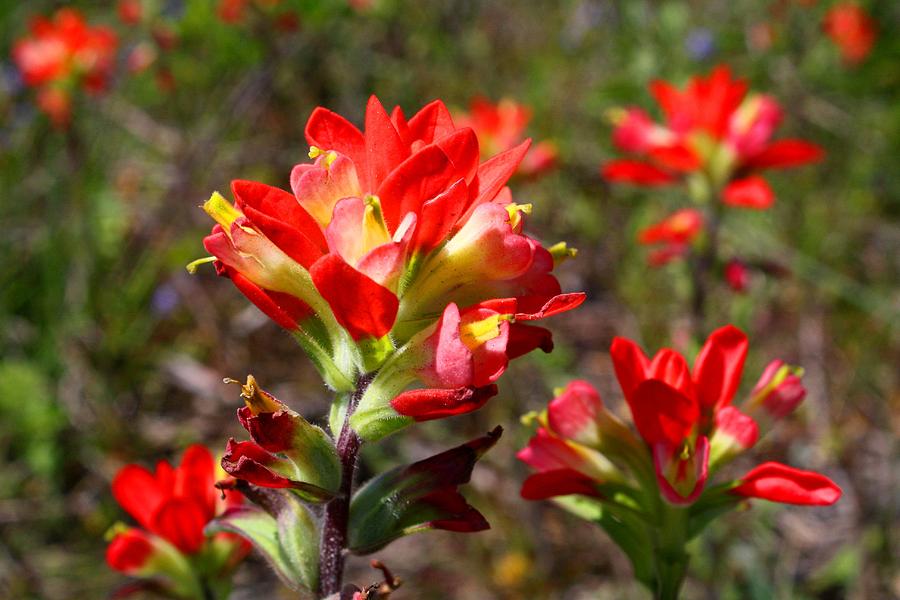 Indian Paintbrush Photograph by Kathryn Meyer - Fine Art America