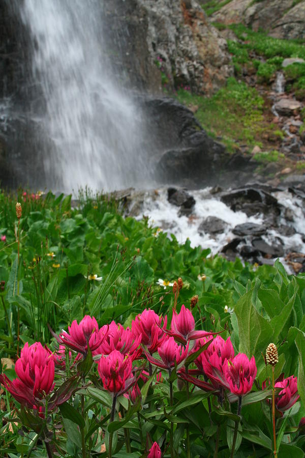indian paintbrush colorado indian paintbrush colorado