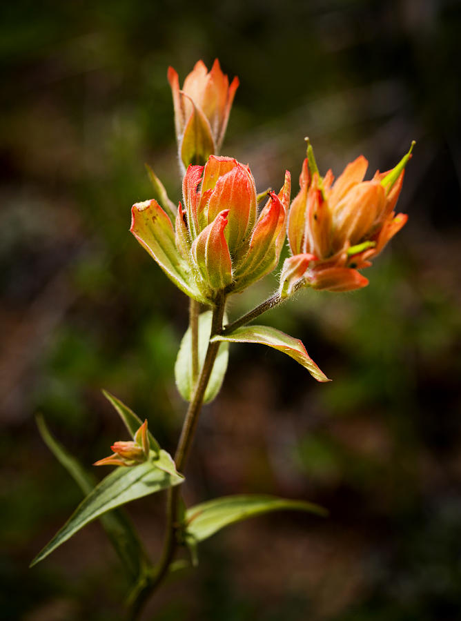 Flower Photograph - Indian Paintbrush by Marilyn Hunt