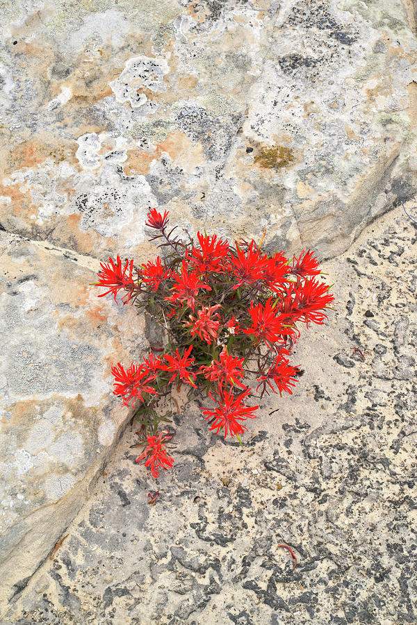 Indian Paintbrush Photograph by Ray Mathis