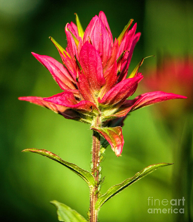 Indian Paintbrush Photograph by Richard Lynch