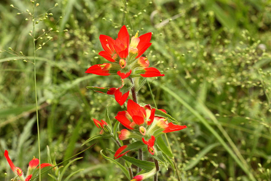 Indian Paintbrush Photograph by Sheila Brown