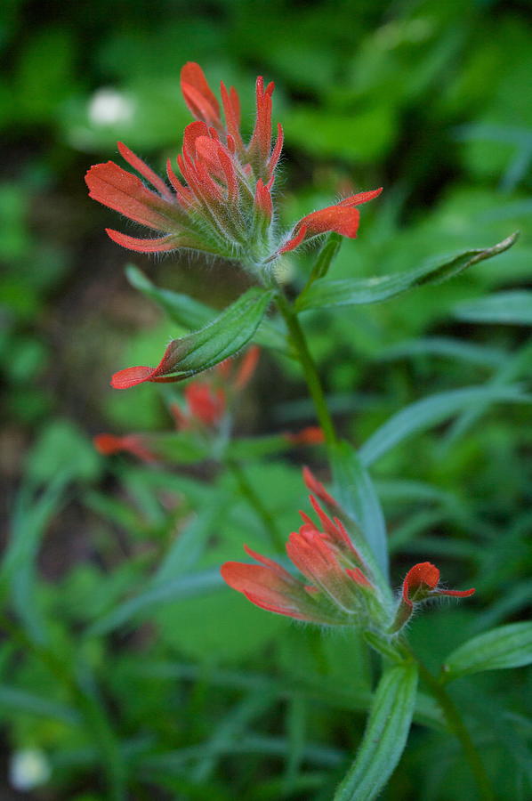 Indian Paintbrush Photograph by Todd Kreuter