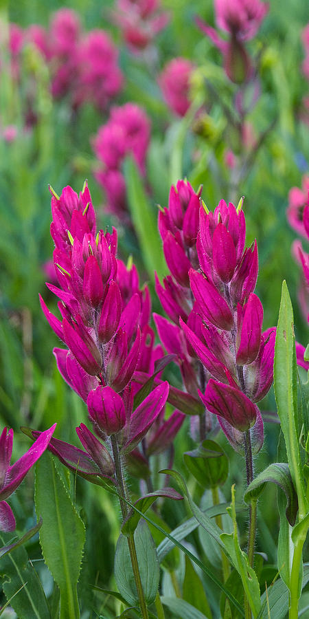 Indian Paintbrush Vertical Photograph by Aaron Spong