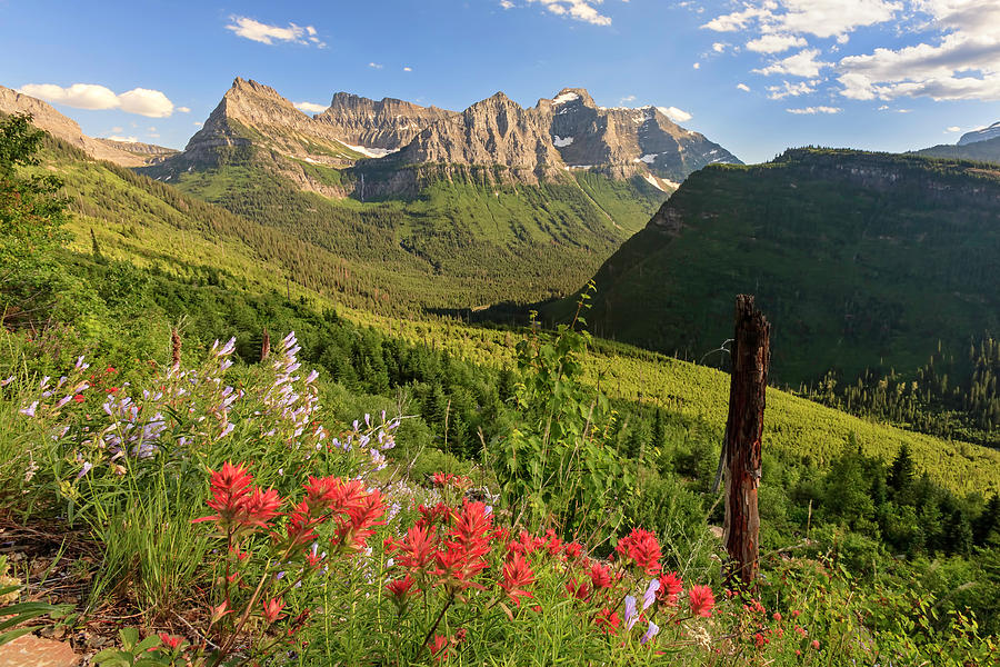 Indian Paintbrush View Photograph by Jack Bell