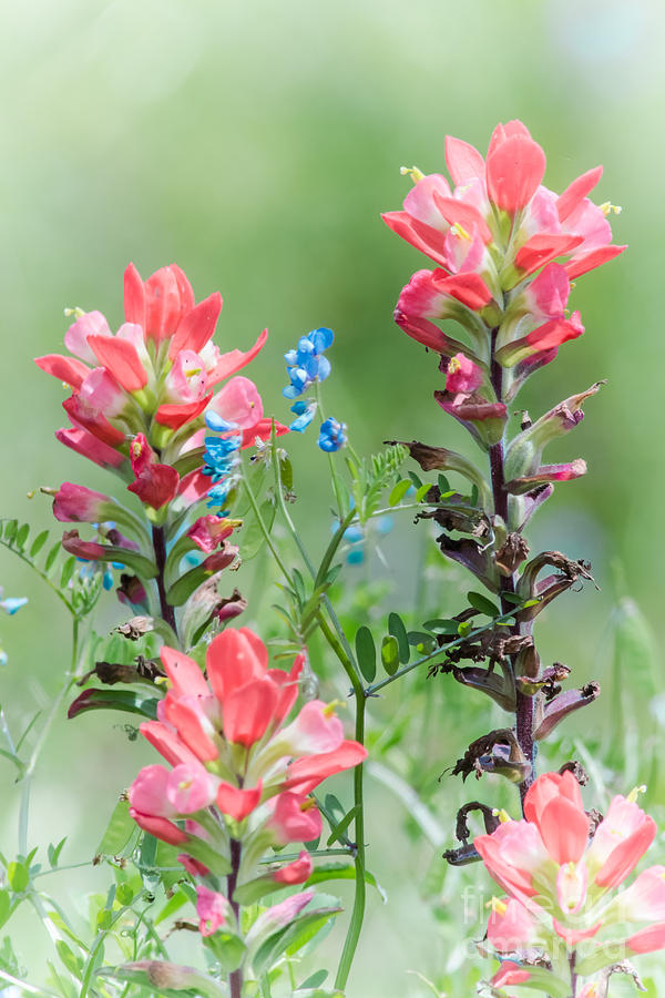 Indian Paintbrush Dab of Blue Photograph by Robert Frederick