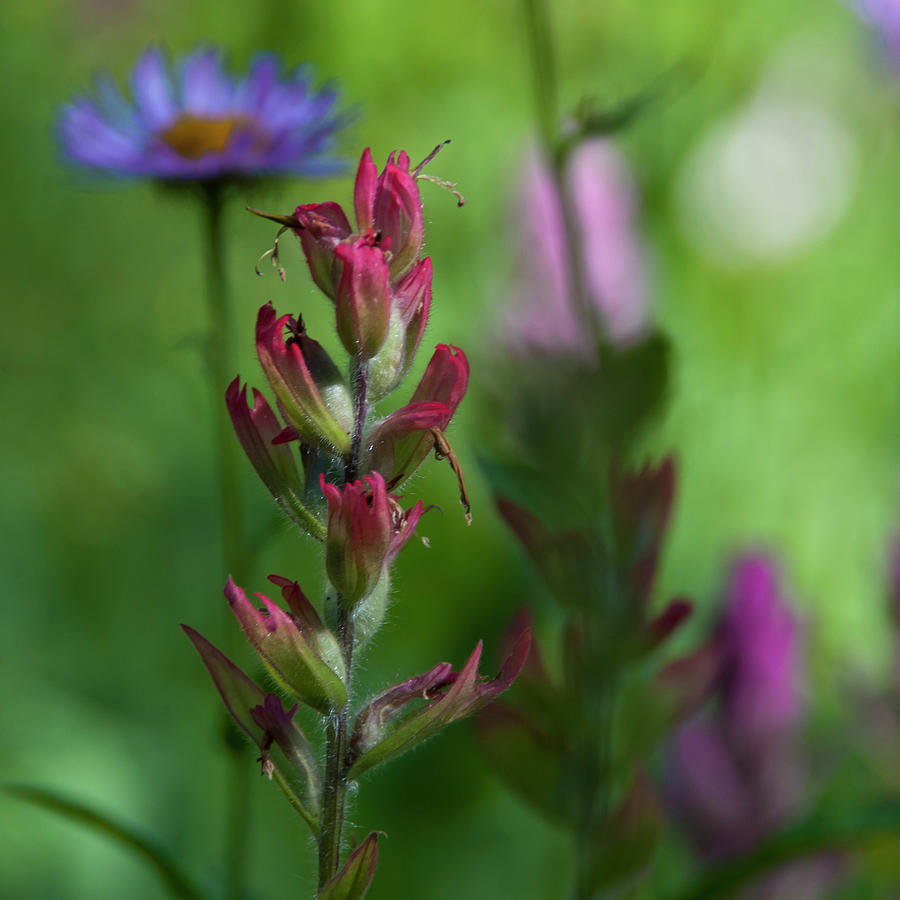 Indian Paintbrush Photograph - Indian Paintbrush with Beautiful Wildflower Bokeh by Cascade Colors