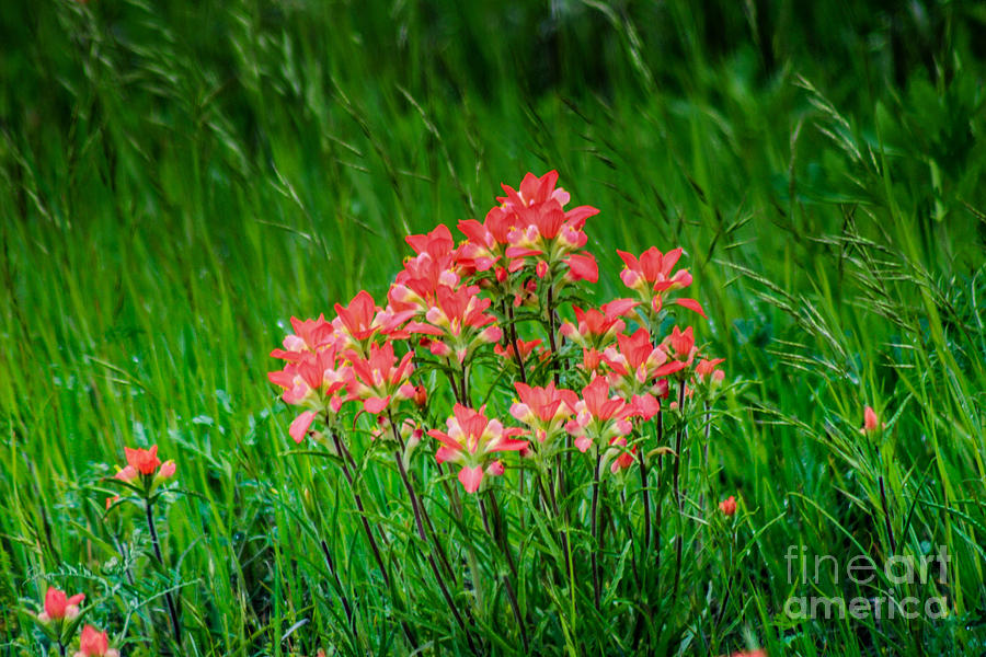 Indian Paintbrushes in the Grass Photograph by Toma Caul