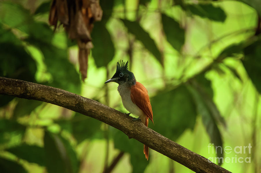 Indian paradise flycatcher Photograph by Venura Herath
