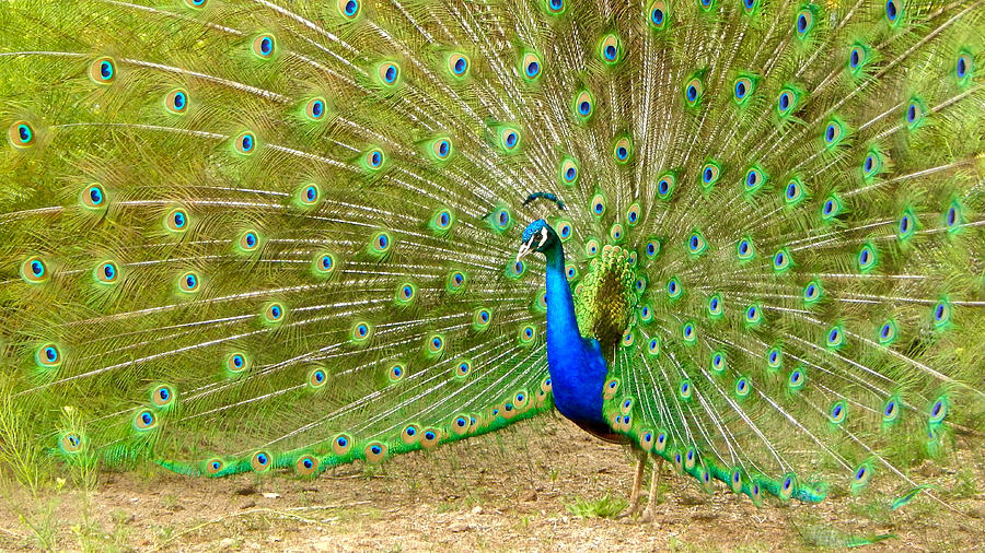 Indian Peacock Photograph by Dan Miller