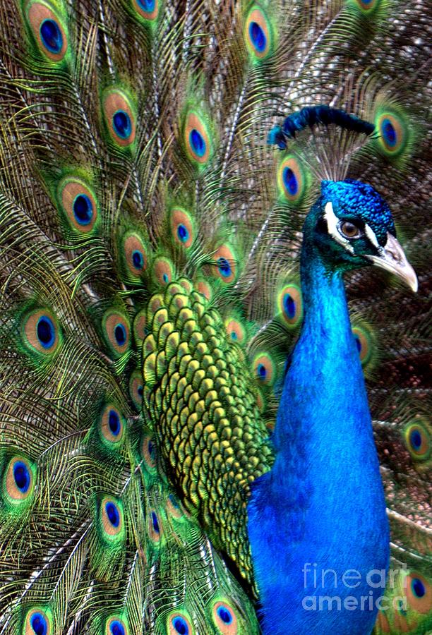 Peacock Photograph - Indian Peacock II by Lilliana Mendez