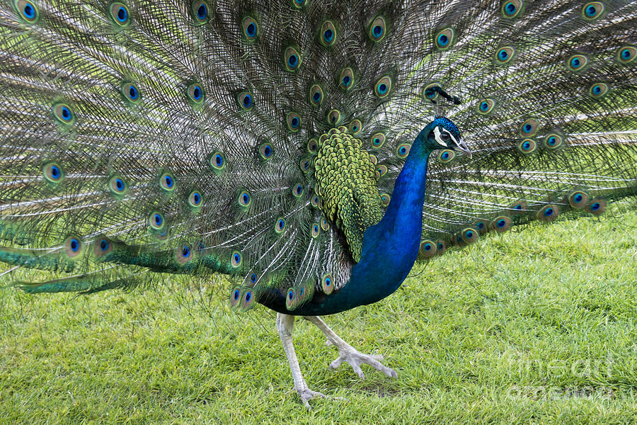 Indian Peacock Photograph by Inge Riis McDonald
