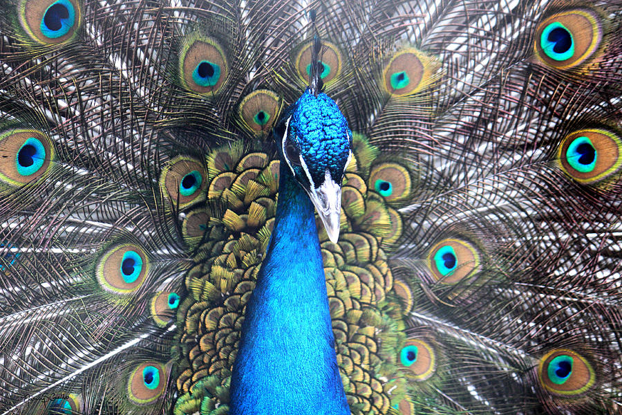 Indian Peacock Photograph by Nancy  Coelho