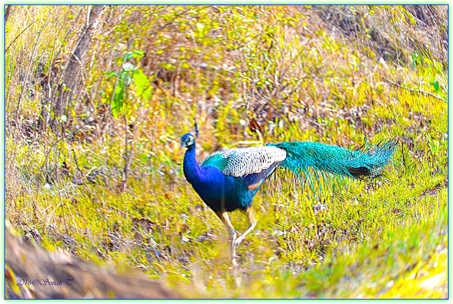 Indian Peacock Photograph by Sonali Gangane