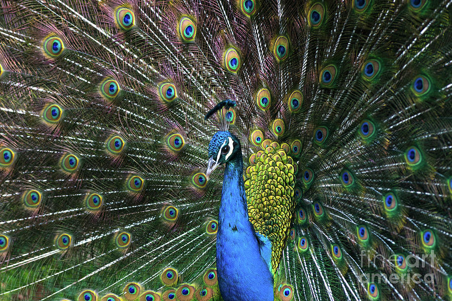 Indian Peacock with tail feathers up Photograph by Andrew Michael