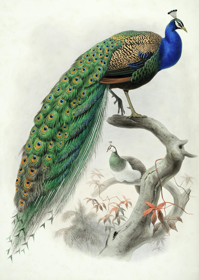 Bird Painting - Indian peafowl by Daniel Giraud Elliot