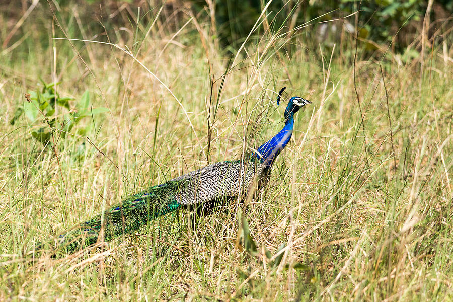 Indian Peafowl Photograph by Fotosas Photography