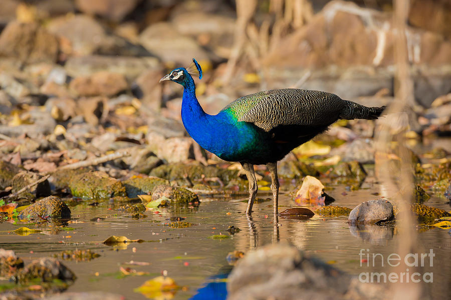 Indian Peafowl, India Photograph by B. G. Thomson
