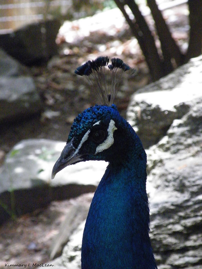 Indian Peafowl Photograph by Kimmary MacLean