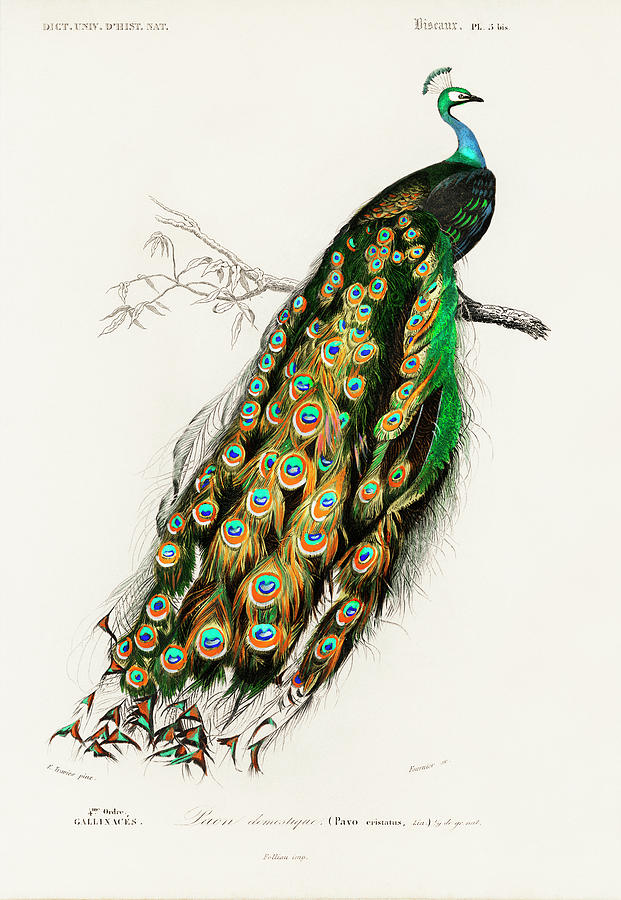 Indian peafowl - Pavo Cristatus Painting by Vincent Monozlay