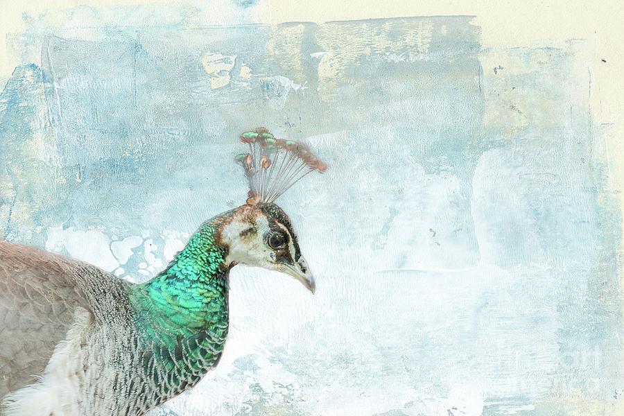 Indian Peahen Mixed Media by Eva Lechner