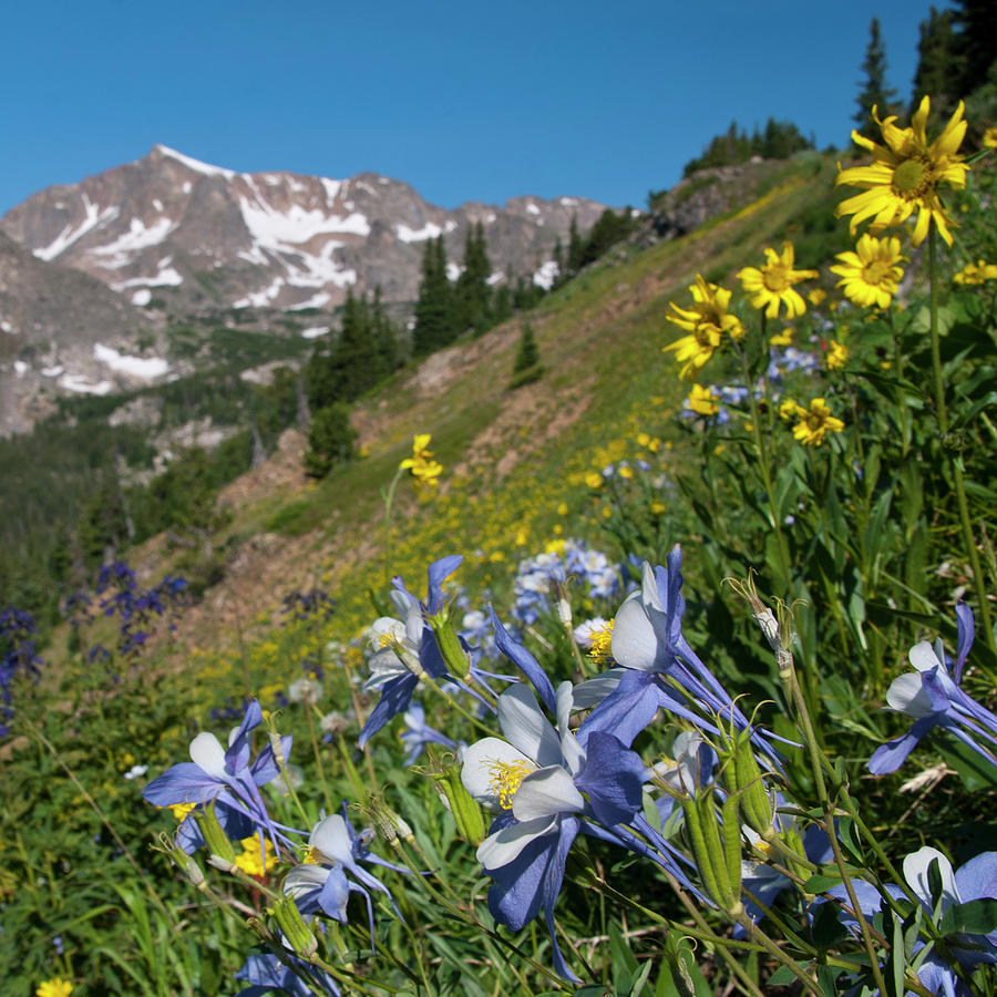 Indian Peaks and Blue Columbine on a Summer Day Photograph by Cascade Colors